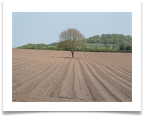 Grey Furrows - Denis McAllister